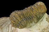 Crotalocephalina Trilobite With Spiny Leonaspis - Atchana, Morocco #160760-5